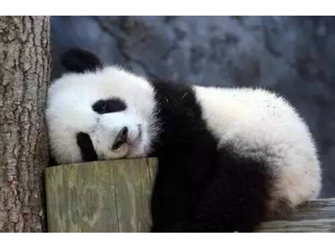 海底撈跨界跨到動(dòng)物界了嗎？愛(ài)心認(rèn)養(yǎng)大熊貓