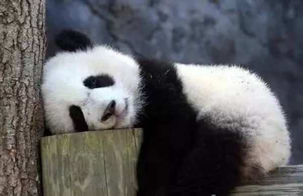 海底撈跨界跨到動物界了嗎？愛心認養(yǎng)大熊貓
